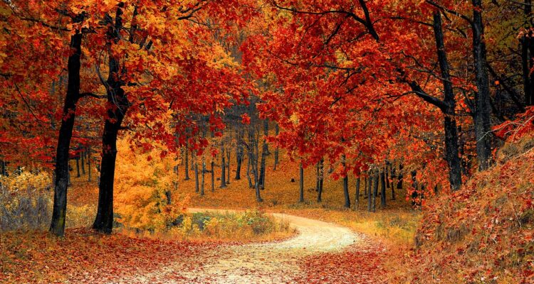 Discover The Best Fall Seasonal Events In Your Area